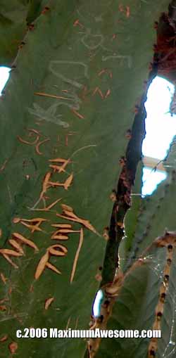 cactus graffiti