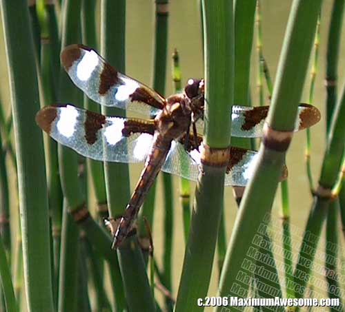 dragonfly dragonflies