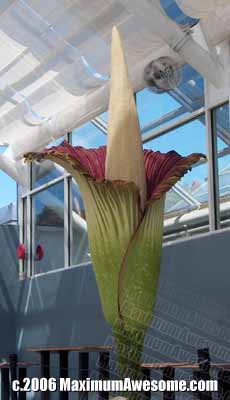 titan arum corpse flower