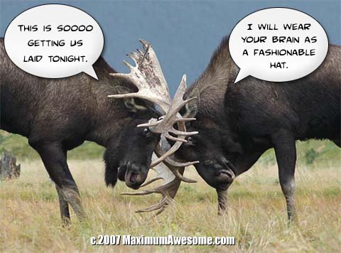 rutting moose