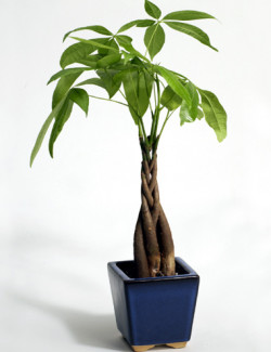 braided money tree - ficus